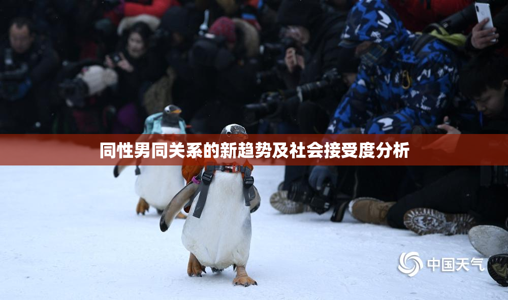 同性男同关系的新趋势及社会接受度分析
