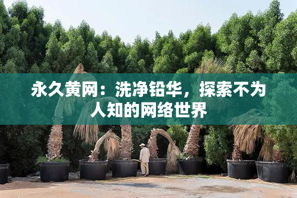 永久黄网：洗净铅华，探索不为人知的网络世界