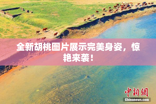 全新胡桃图片展示完美身姿，惊艳来袭！