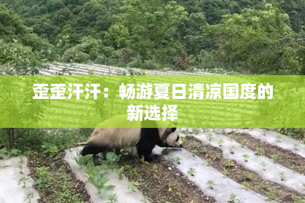 歪歪汗汗：畅游夏日清凉国度的新选择