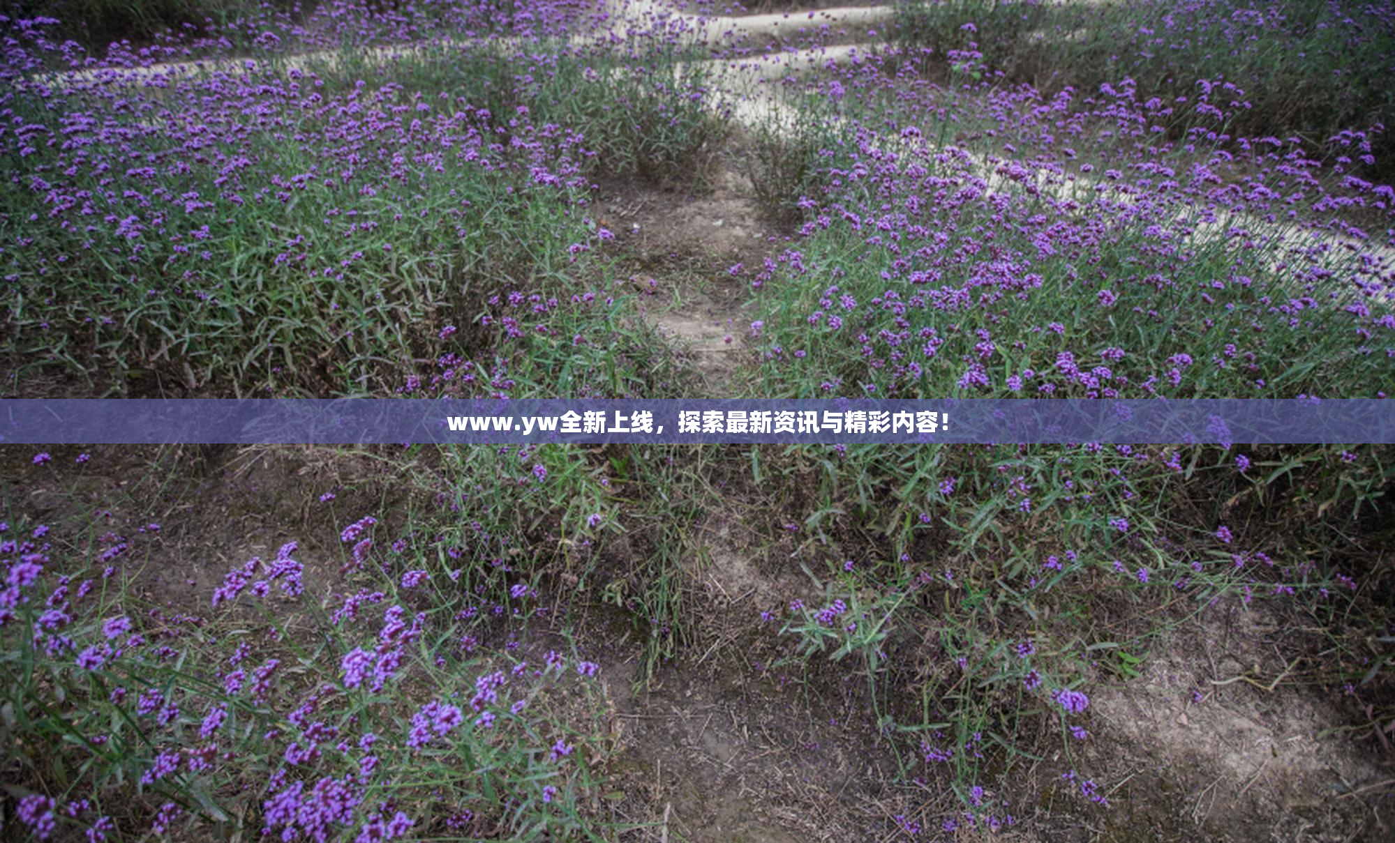 www.yw全新上线，探索最新资讯与精彩内容！