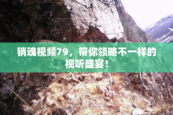 销魂视频79，带你领略不一样的视听盛宴！