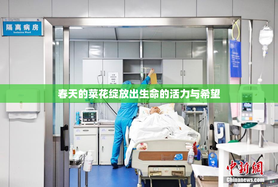 春天的菜花绽放出生命的活力与希望