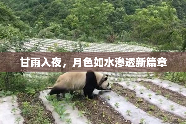 甘雨入夜，月色如水渗透新篇章