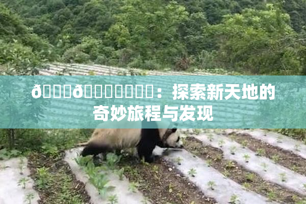🍆🍑❌‌❌‌：探索新天地的奇妙旅程与发现