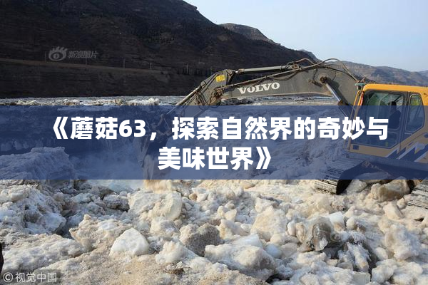 《蘑菇63，探索自然界的奇妙与美味世界》