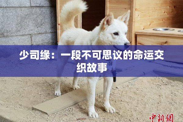 少司缘：一段不可思议的命运交织故事