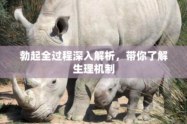 勃起全过程深入解析，带你了解生理机制