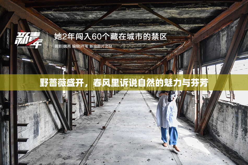 野蔷薇盛开，春风里诉说自然的魅力与芬芳
