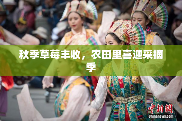 秋季草莓丰收，农田里喜迎采摘季