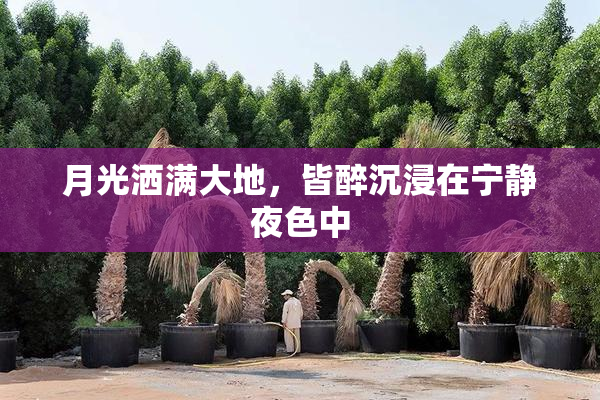月光洒满大地，皆醉沉浸在宁静夜色中