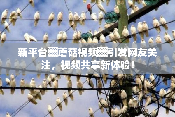新平台▓蘑菇视频▓引发网友关注，视频共享新体验！