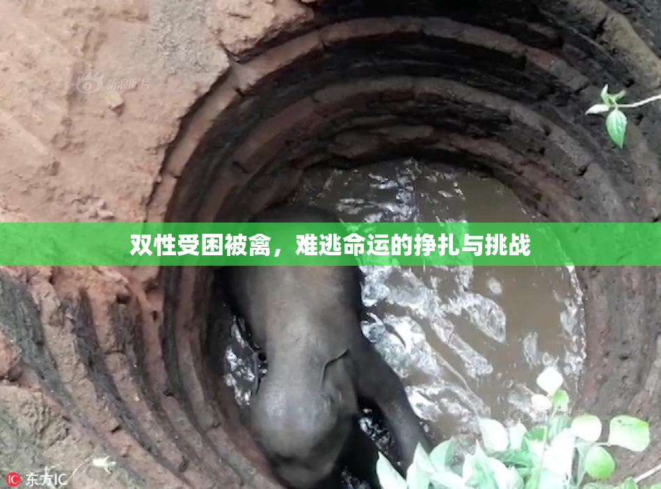 双性受困被禽，难逃命运的挣扎与挑战