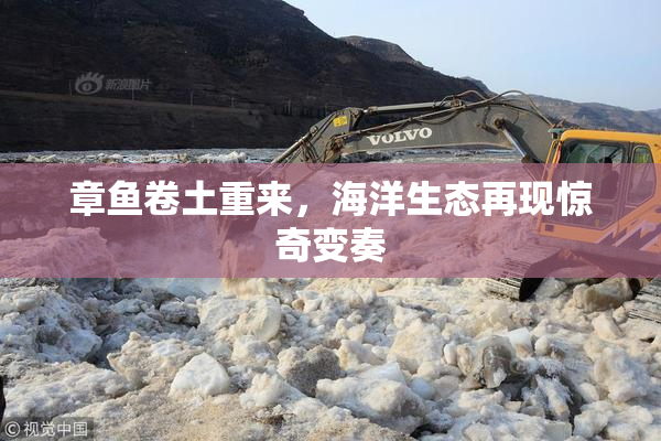 章鱼卷土重来，海洋生态再现惊奇变奏