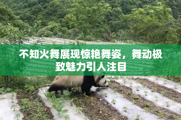 不知火舞展现惊艳舞姿，舞动极致魅力引人注目