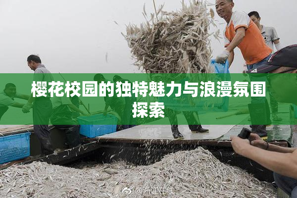 樱花校园的独特魅力与浪漫氛围探索
