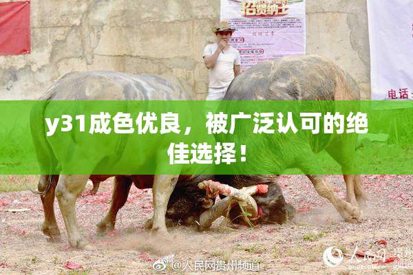 y31成色优良，被广泛认可的绝佳选择！