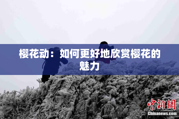 樱花动：如何更好地欣赏樱花的魅力