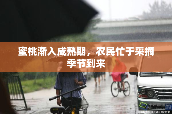 蜜桃渐入成熟期，农民忙于采摘季节到来