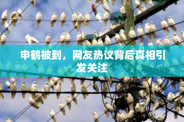申鹤被到，网友热议背后真相引发关注