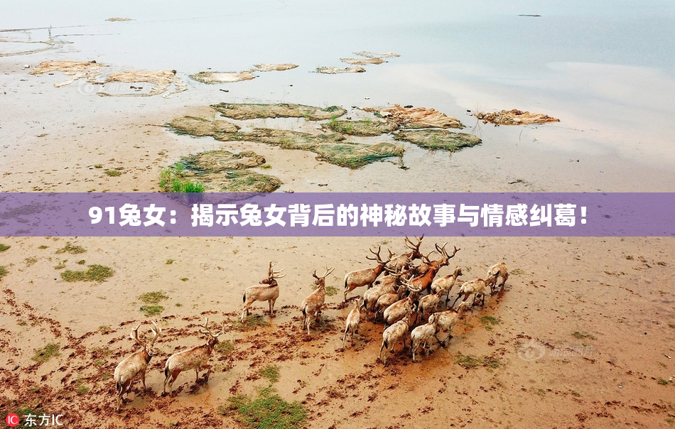 91兔女：揭示兔女背后的神秘故事与情感纠葛！