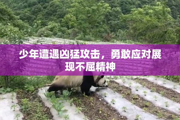 少年遭遇凶猛攻击，勇敢应对展现不屈精神