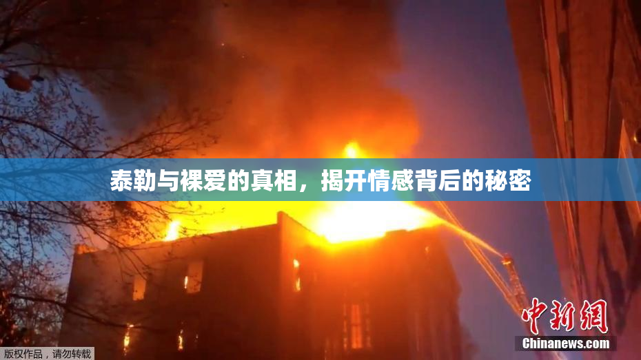 泰勒与裸爱的真相，揭开情感背后的秘密