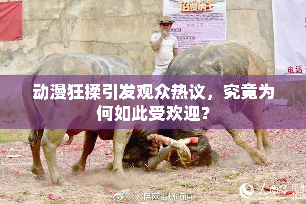 动漫狂揉引发观众热议，究竟为何如此受欢迎？