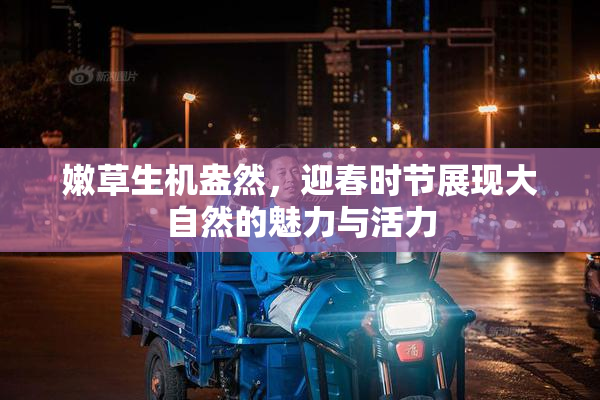 嫩草生机盎然，迎春时节展现大自然的魅力与活力