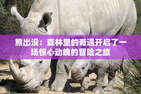 熊出没：森林里的奇遇开启了一场惊心动魄的冒险之旅