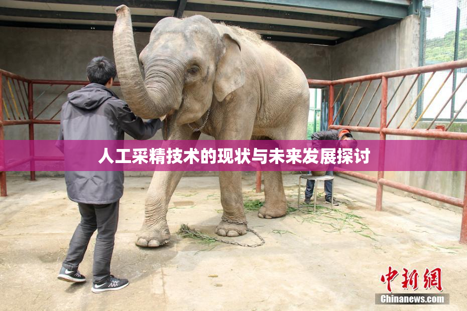 人工采精技术的现状与未来发展探讨