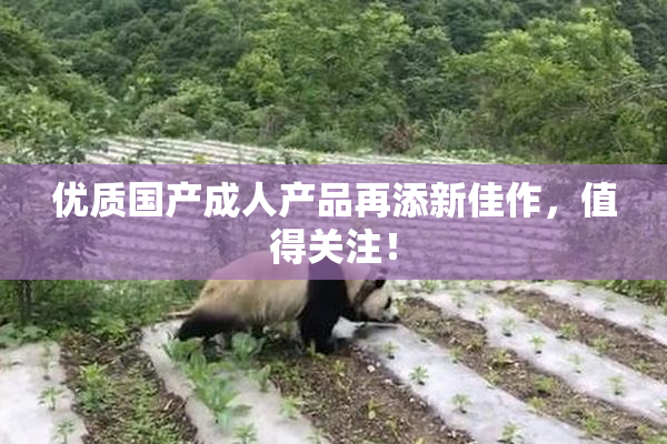 优质国产成人产品再添新佳作，值得关注！