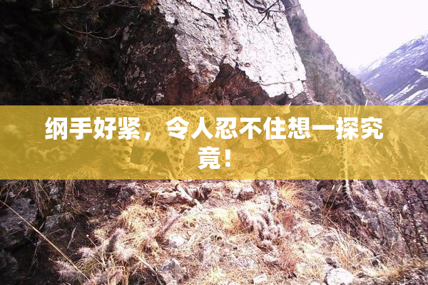 纲手好紧，令人忍不住想一探究竟！