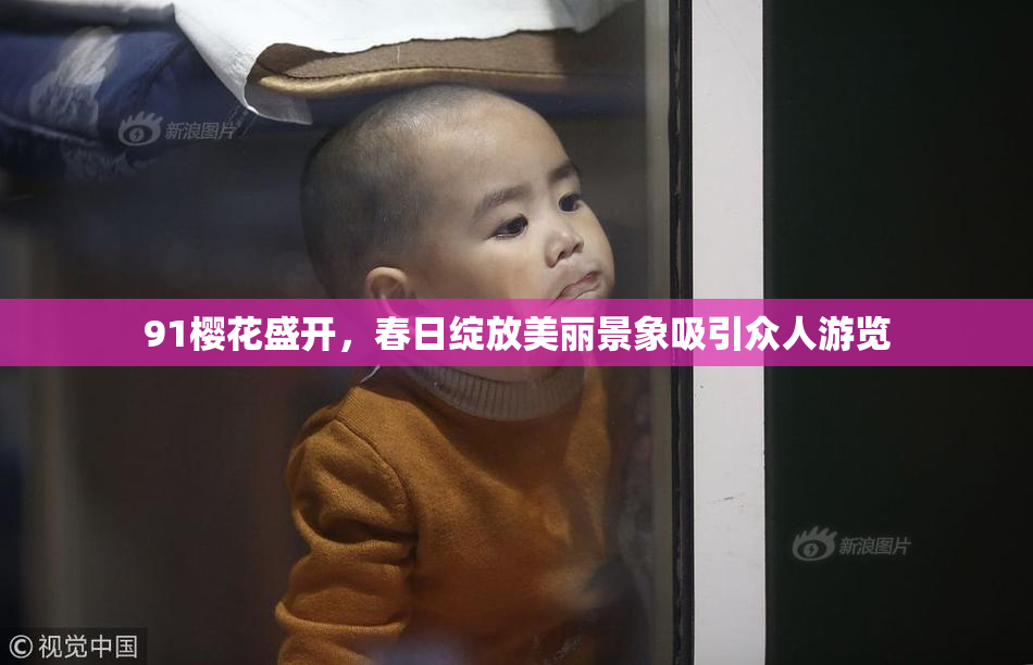 91樱花盛开，春日绽放美丽景象吸引众人游览