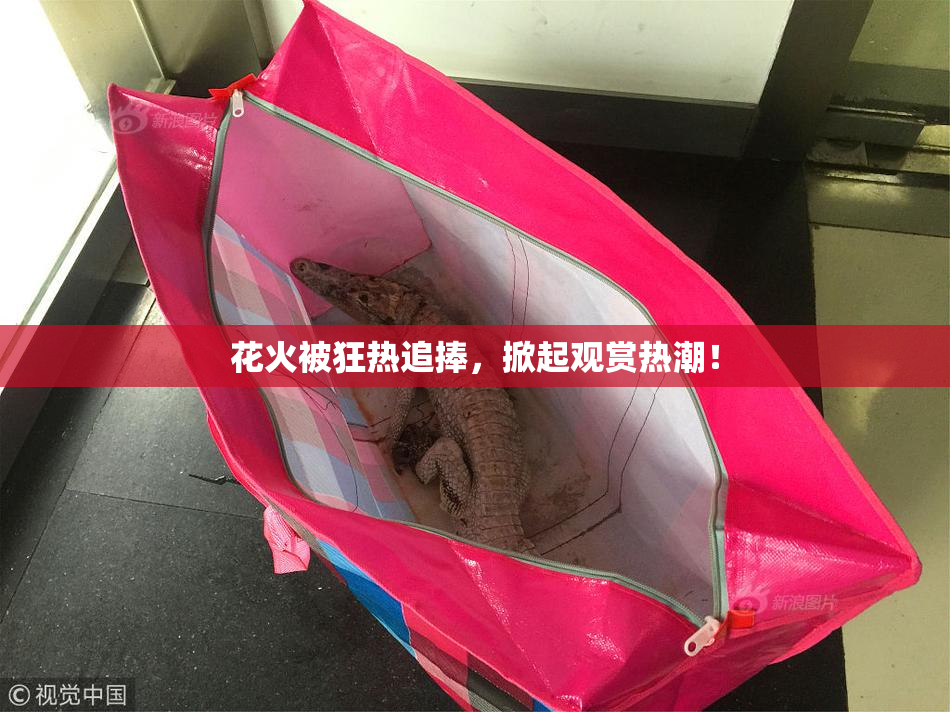 花火被狂热追捧，掀起观赏热潮！