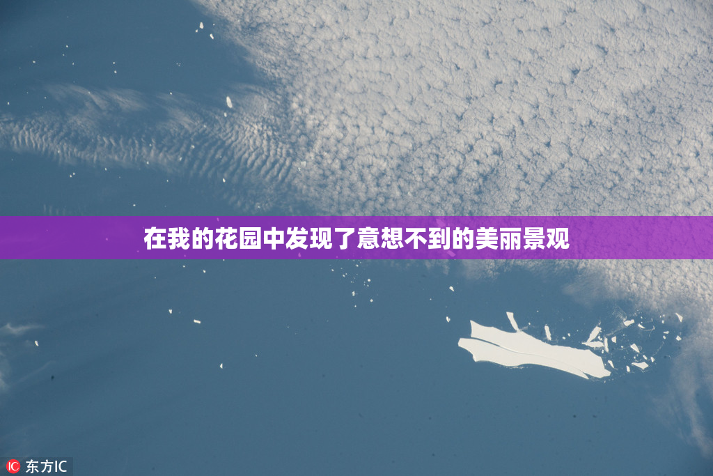在我的花园中发现了意想不到的美丽景观