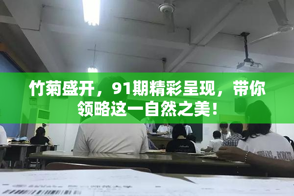 竹菊盛开，91期精彩呈现，带你领略这一自然之美！