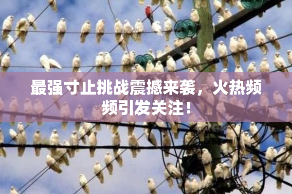 最强寸止挑战震撼来袭，火热频频引发关注！