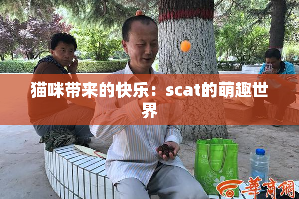 猫咪带来的快乐：scat的萌趣世界