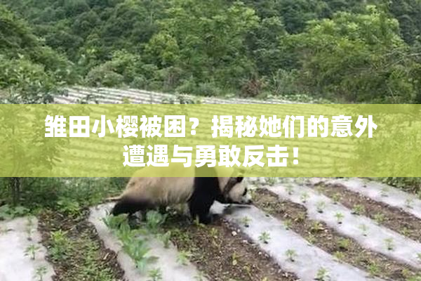 雏田小樱被困？揭秘她们的意外遭遇与勇敢反击！