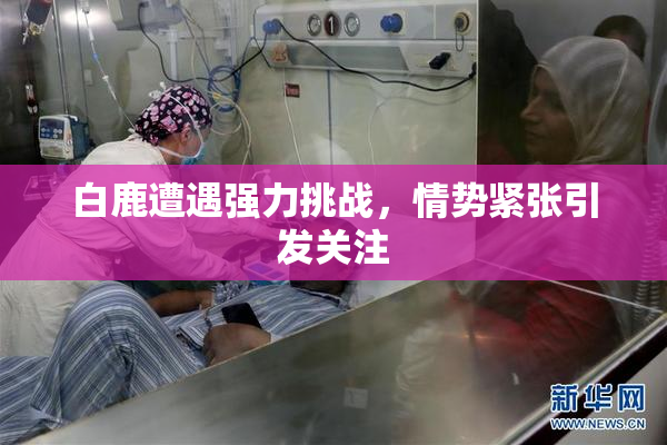 白鹿遭遇强力挑战，情势紧张引发关注