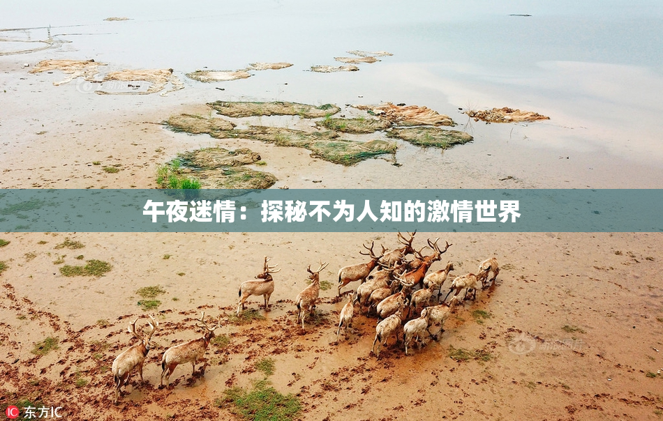 午夜迷情：探秘不为人知的激情世界
