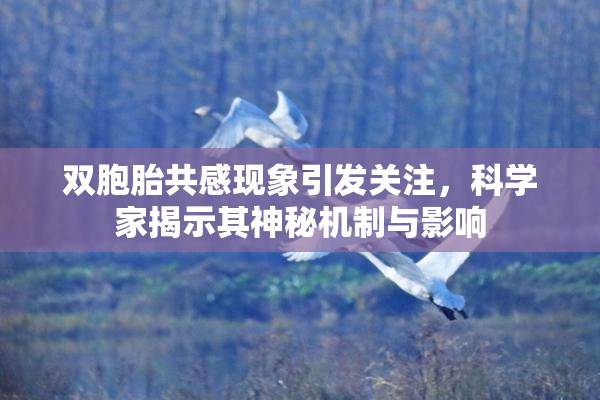 双胞胎共感现象引发关注，科学家揭示其神秘机制与影响
