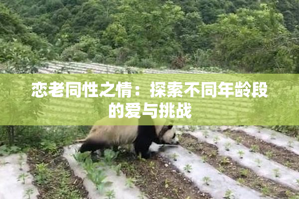 恋老同性之情：探索不同年龄段的爱与挑战