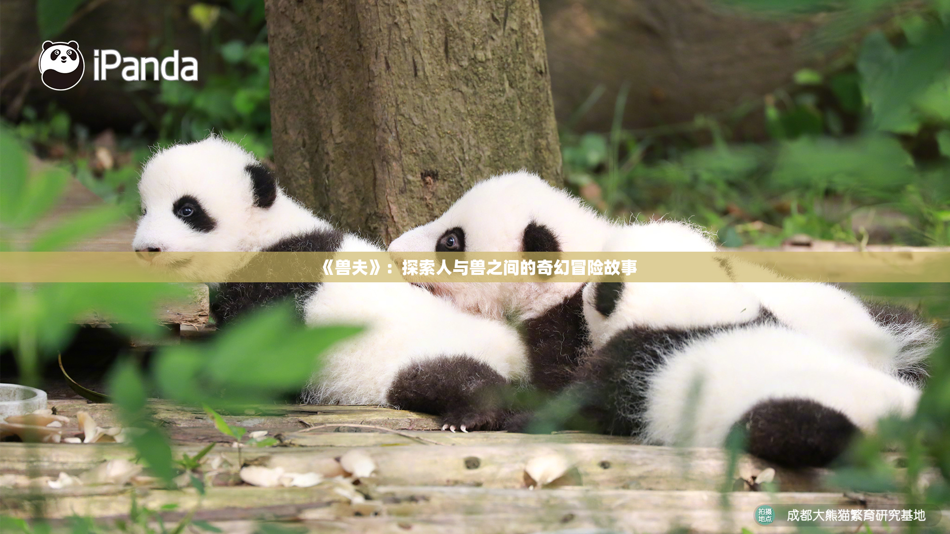 《兽夫》：探索人与兽之间的奇幻冒险故事