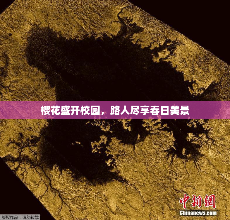 樱花盛开校园，路人尽享春日美景