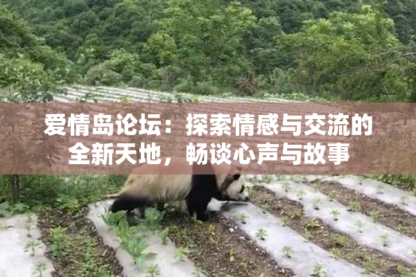 爱情岛论坛：探索情感与交流的全新天地，畅谈心声与故事