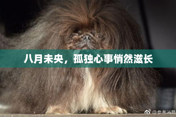 八月未央，孤独心事悄然滋长