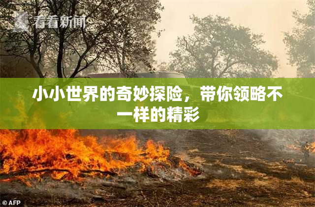 小小世界的奇妙探险，带你领略不一样的精彩