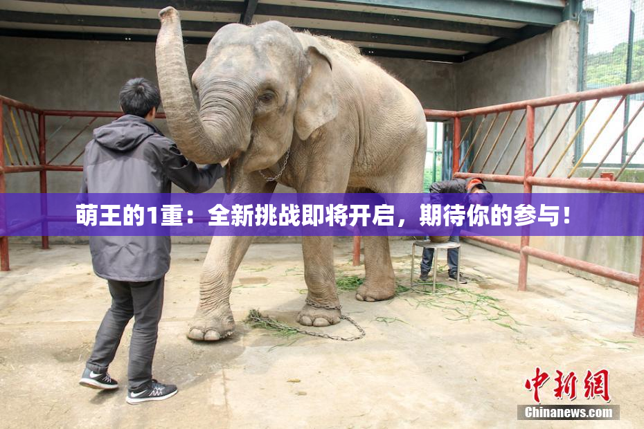 萌王的1重：全新挑战即将开启，期待你的参与！